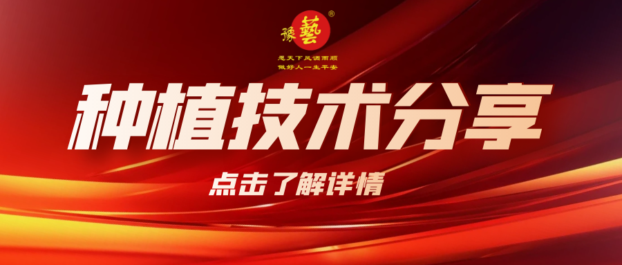 要想種出精品率高的胡蘿卜，這7點(diǎn)要注意！